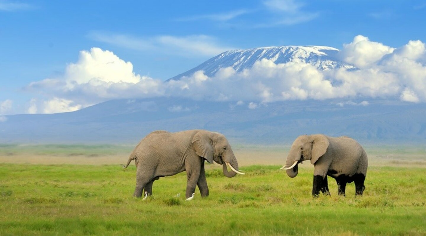 Kenya  elephant