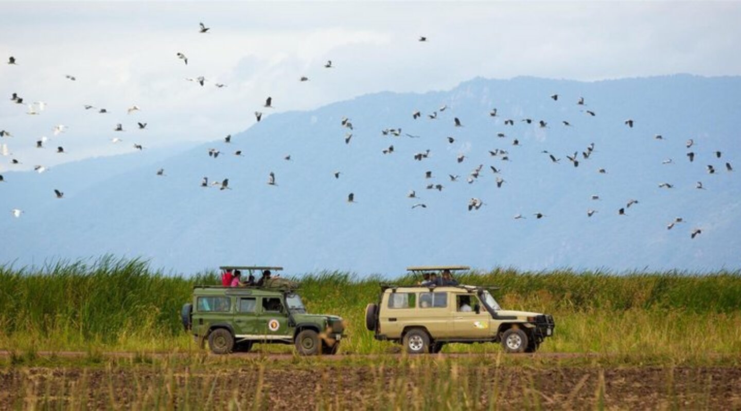 Jeep safari birds flying lake manyara tanzania   767w