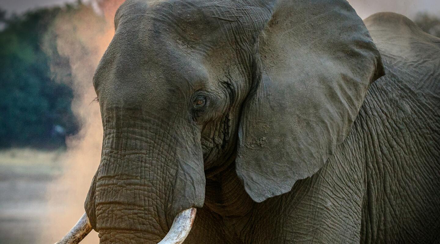 Gray elephant 1054666