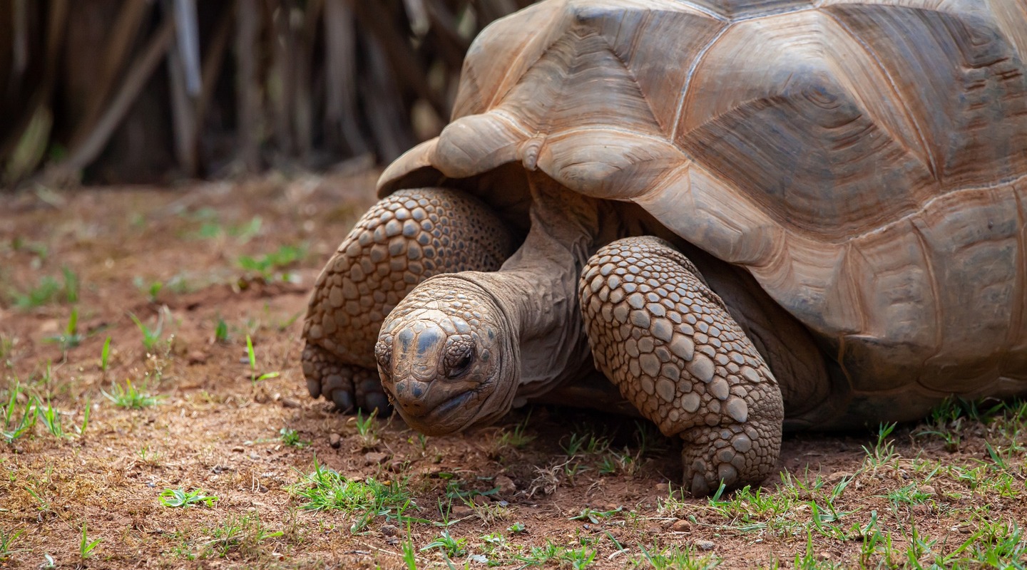 Aldabra tortoise 4364580 1920